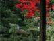 竹林寺の紅葉の写真2