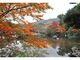 円山公園のシダレザクラ　ライトアップの写真2