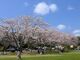 内浦山県民の森の桜の写真2