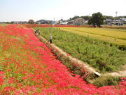 とーるさんの矢勝川堤の彼岸花への投稿写真1
