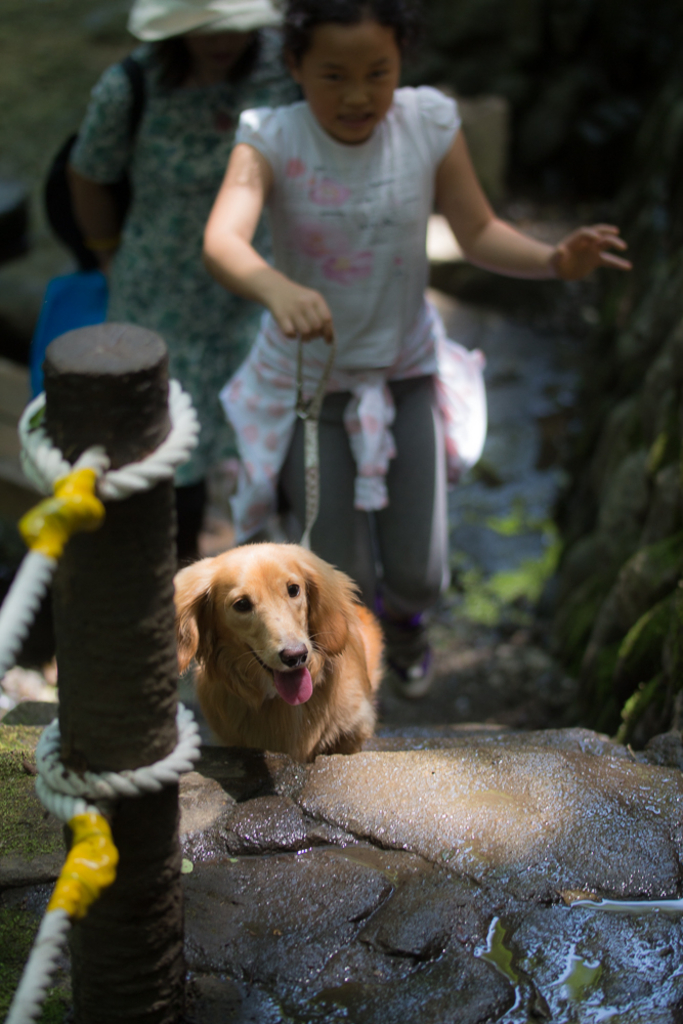 犬連れて行きました 等々力渓谷の口コミ じゃらんnet