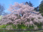 michiruさんの京都府立植物園への投稿写真1