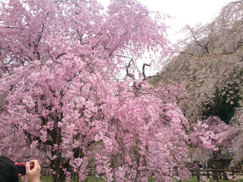 秩父清雲寺のしだれ桜 アクセス 営業時間 料金情報 じゃらんnet