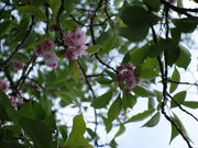 殿さんの鹽竈神社の鹽竈桜への投稿写真1