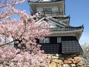 シトラさんの浜松城への投稿写真1