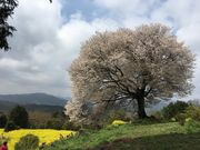 アルタイルさんの馬場の山桜への投稿写真1