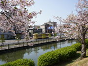 カメチャンさんの道後公園の桜への投稿写真1