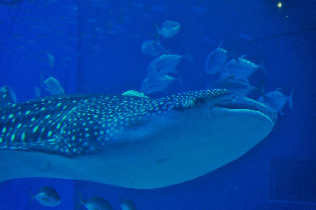 沖縄美ら海水族館の写真一覧 じゃらんnet