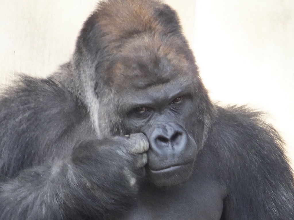 イケメンゴリラに魅了 東山動植物園の口コミ じゃらんnet イケメンゴリラに魅了 東山動植物園の口コミ じゃらんnet