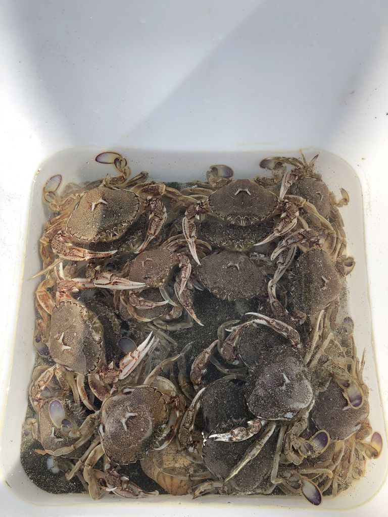 初ヒラツメ蟹 森川漁網店 ヒラツメガニ釣り体験 の口コミ じゃらんnet 初ヒラツメ蟹 森川漁網店 ヒラツメガニ釣り体験 の口コミ じゃらんnet