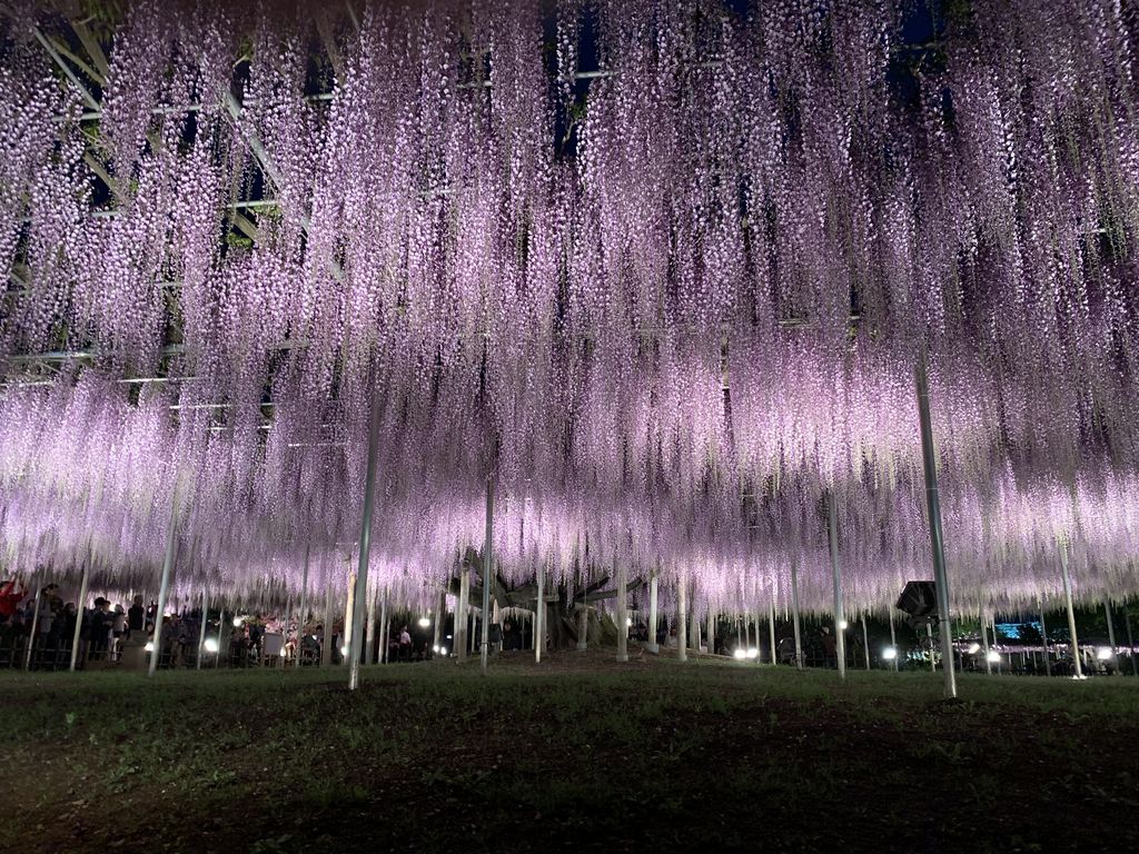 全国 藤の花 藤棚が美しい名所19選 ライトアップや風情ある寺社の春絶景など じゃらんニュース