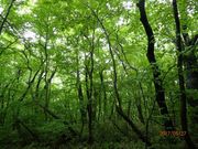 カワさんの平成の森への投稿写真1