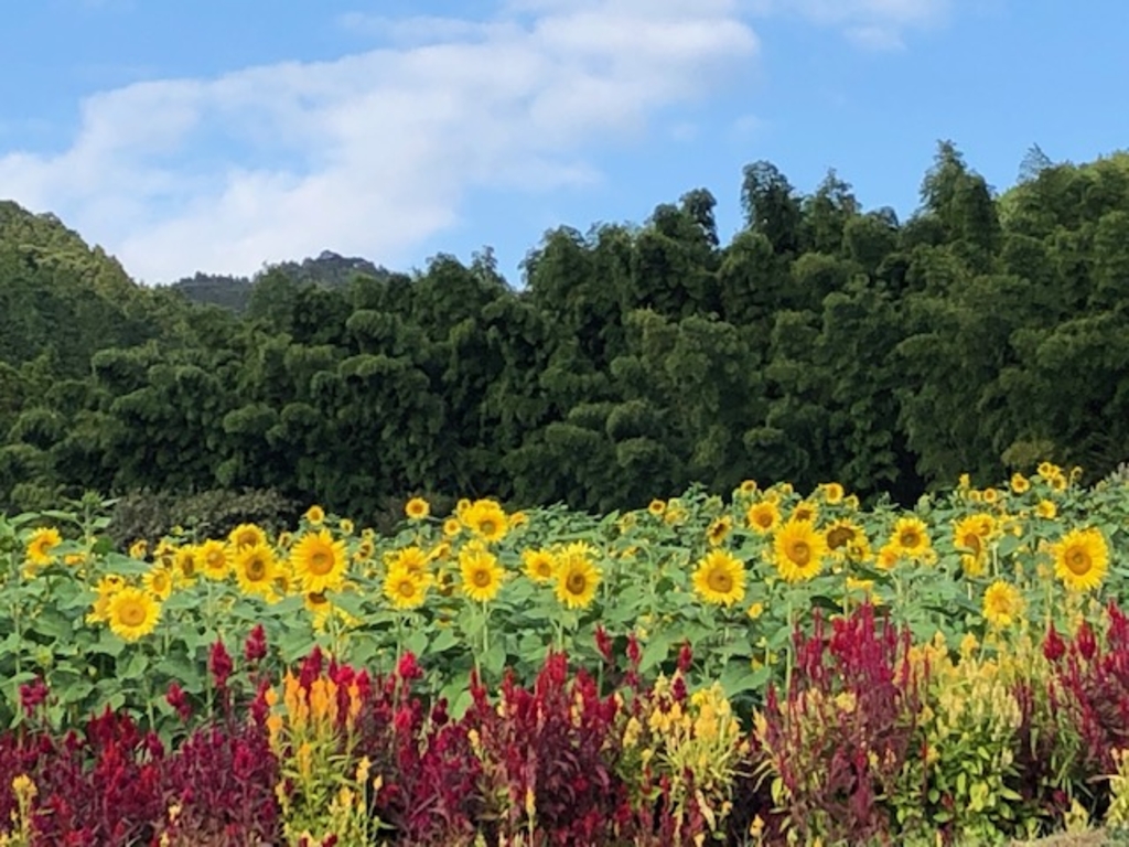 山田ひまわり園の口コミ一覧 じゃらんnet 山田ひまわり園の口コミ一覧 じゃらんnet