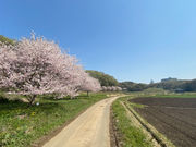 小江川1000本桜の写真1