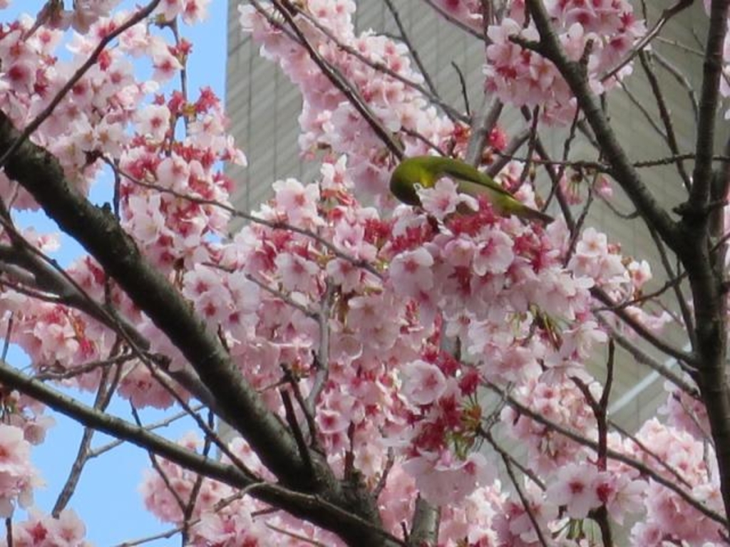 大寒桜 アクセス 営業時間 料金情報 じゃらんnet