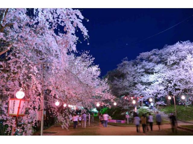 赤湯温泉桜まつり