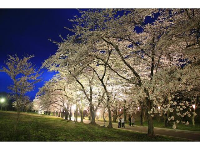 赤城南面千本桜まつり