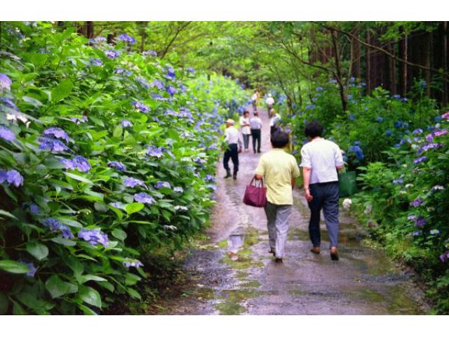 一関 あじさい 園