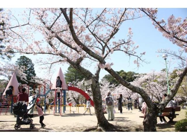 津偕楽公園　桜・つつじ津偕楽公園　桜・つつじ