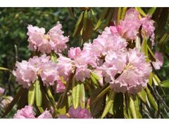 三ヶ所神社　しだれ桜と石楠花祭の写真1