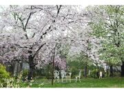 西宮市北山緑化植物園の桜の写真1