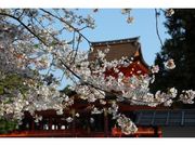 男山桜まつりの写真1