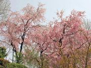 広島市植物公園　さくらまつりの写真1