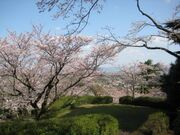 発心公園の桜の写真1