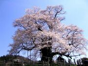 醍醐桜の開花の写真1