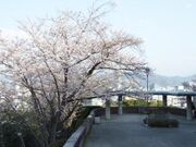 比治山公園の桜の写真1