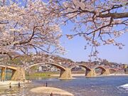 錦帯橋の桜の写真1