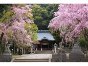 伊豆山神社のしだれ桜の写真1