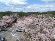 大浜公園の桜の写真1