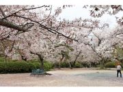 つつじ公園の桜とツツジの写真1