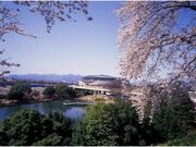楽歩堂前橋公園の桜の写真1