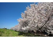 荒川土手（熊谷桜堤）の桜の写真1