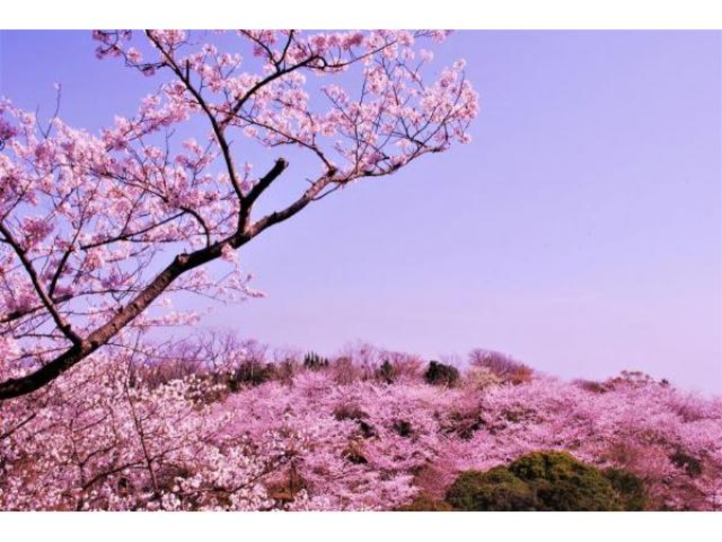 白浜町平草原公園の桜 しらはまちょうへいそうげんこうえんのさくら Infomotion インフォモーション