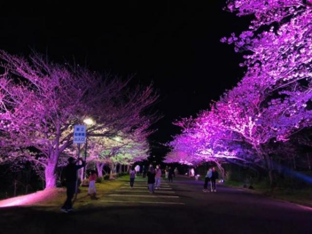 ときわ公園 桜山のさくらライトアップ アクセス イベント情報 じゃらんnet