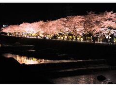 宮城野　早川堤の桜の写真1