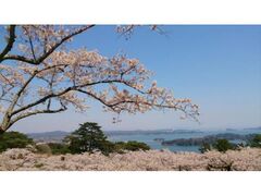 西行戻しの松公園　桜の開花の写真1