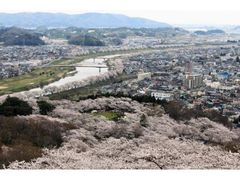 船岡城址公園の桜の写真1