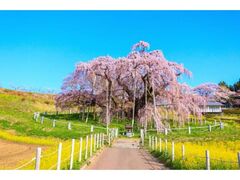 三春滝桜（見頃）の写真1
