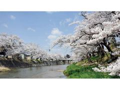 大滝根河畔の桜並木の写真1