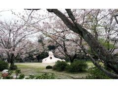 古井近隣公園・古井神社の桜の写真1
