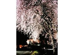 信州駒ヶ根　光前寺のしだれ桜ライトアップの写真1