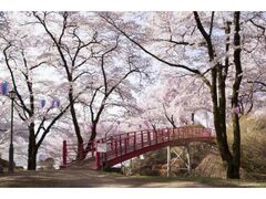 春日公園　桜まつりの写真1