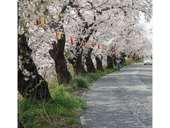 新潟とやの湖桜まつりの写真1
