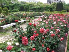 徳島中央公園のバラの写真1