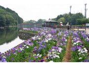 香川県立亀鶴公園のハナショウブの写真1