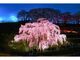三春滝桜（見頃）の写真2